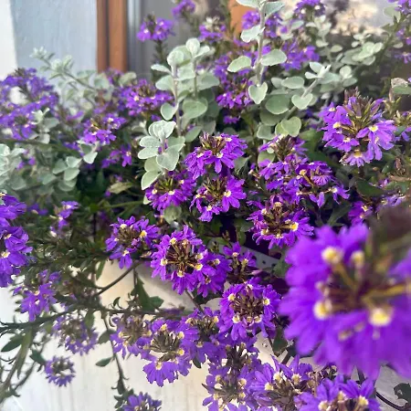 ゲストハウス Izerska Goscinne Świeradów-Zdrój