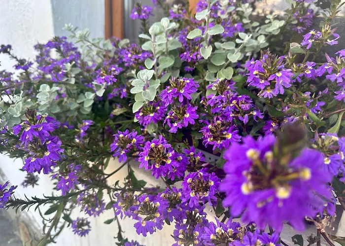 ゲストハウス Izerska Goscinne Świeradów-Zdrój